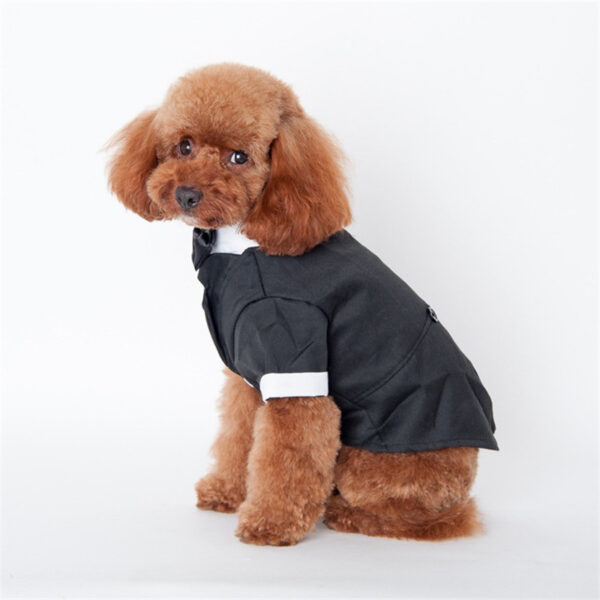 Teddy clothes for dog - Image 5