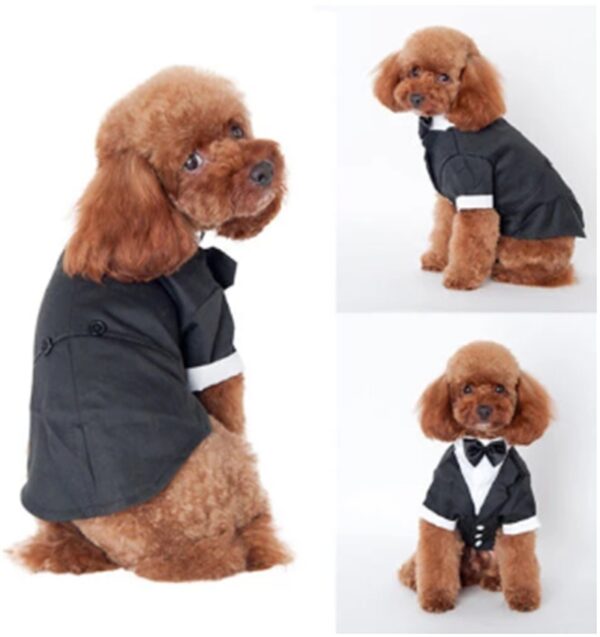 Teddy clothes for dog